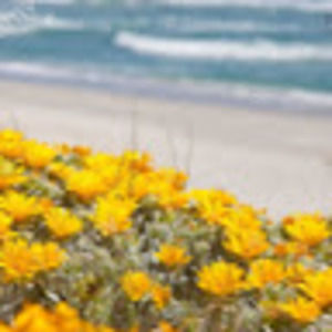 Meet your Posher, Penelope